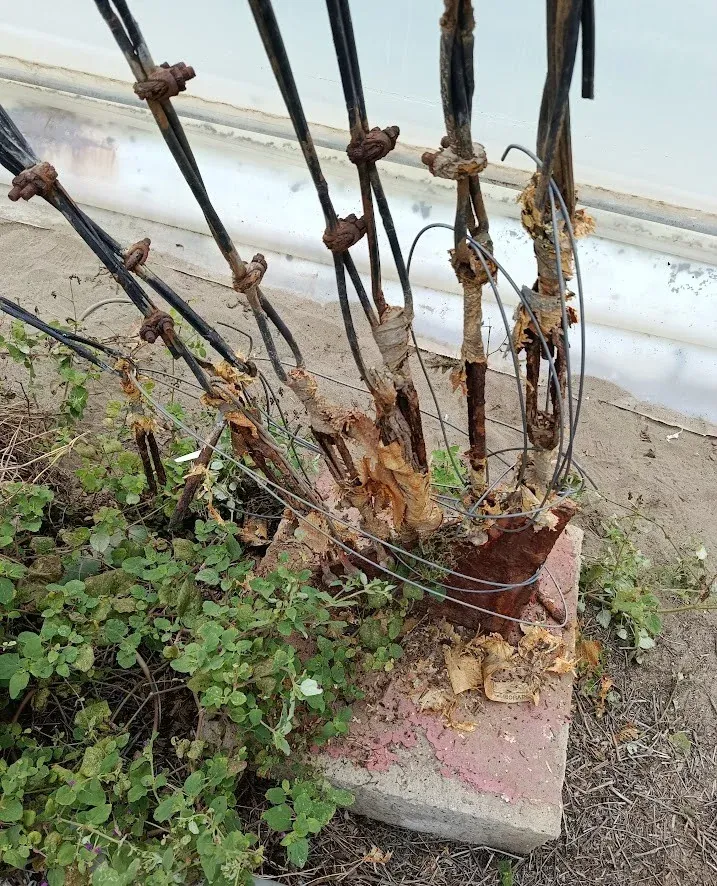 Antes: Anclajes y templadores de la torre antigua, con corrosión avanzada.